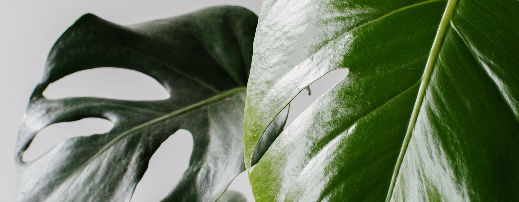 Closeup photo of a palm leaf